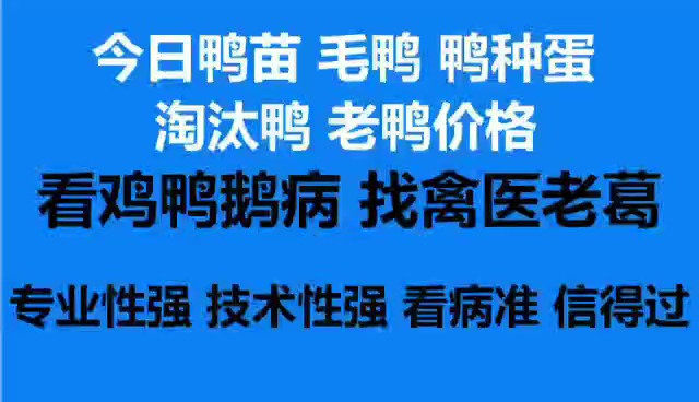 “全国毛鸭市场最新行情”