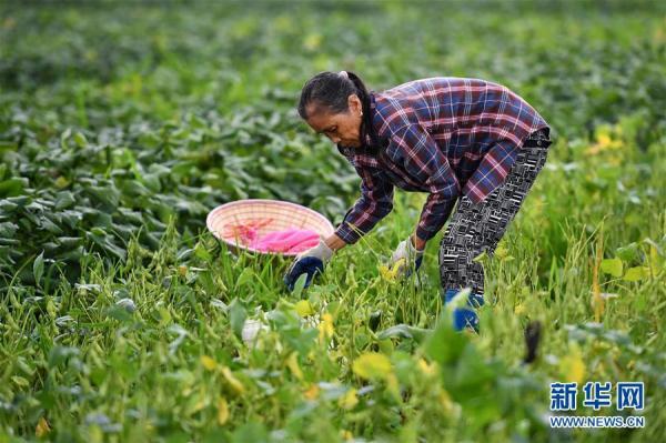 海南毛豆丰收在望，价格行情喜人跃升